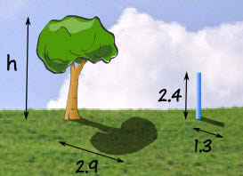 proportion tree 
