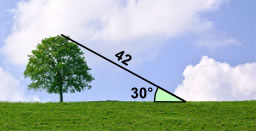 علم حساب المثلثات 42M شجرة في 30 درجة