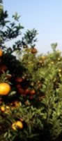 orange orchard