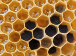 Close-up of a honeycomb