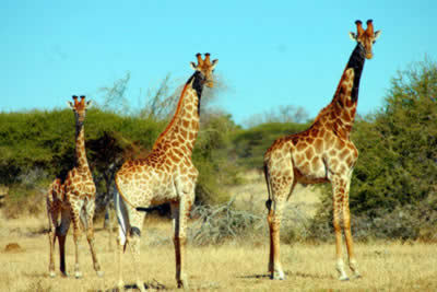 giraffes height order