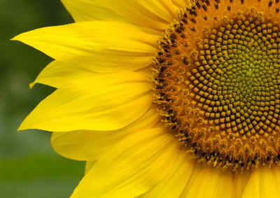 fibonacci sequence in nature sunflower