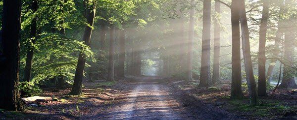 lysstråler skog