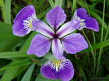 Iris Versicolor Jigsaw