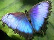 Morpho Butterfly Jigsaw