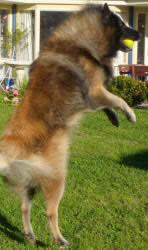 arial catches ball